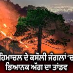 ਪਟਿਆਲਾ ‘ਚ ਨੀਲੇ ਡਰੰਮ ‘ਚੋਂ ਮਿਲੀ ਨੌਜਵਾਨ ਕੁੜੀ ਦੀ ਲਾਸ਼