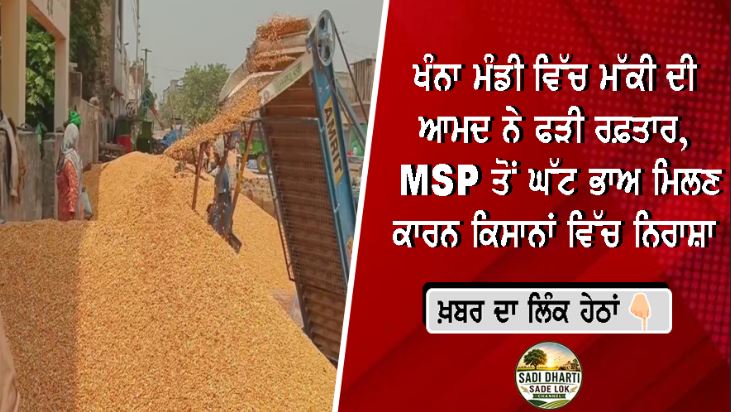 ਖੰਨਾ ਮੰਡੀ ਵਿੱਚ ਮੱਕੀ ਦੀ ਆਮਦ ਨੇ ਫੜੀ ਰਫ਼ਤਾਰ, MSP ਤੋਂ ਘੱਟ ਭਾਅ ਮਿਲਣ ਕਾਰਨ ਕਿਸਾਨਾਂ ਵਿੱਚ ਨਿਰਾਸ਼ਾ