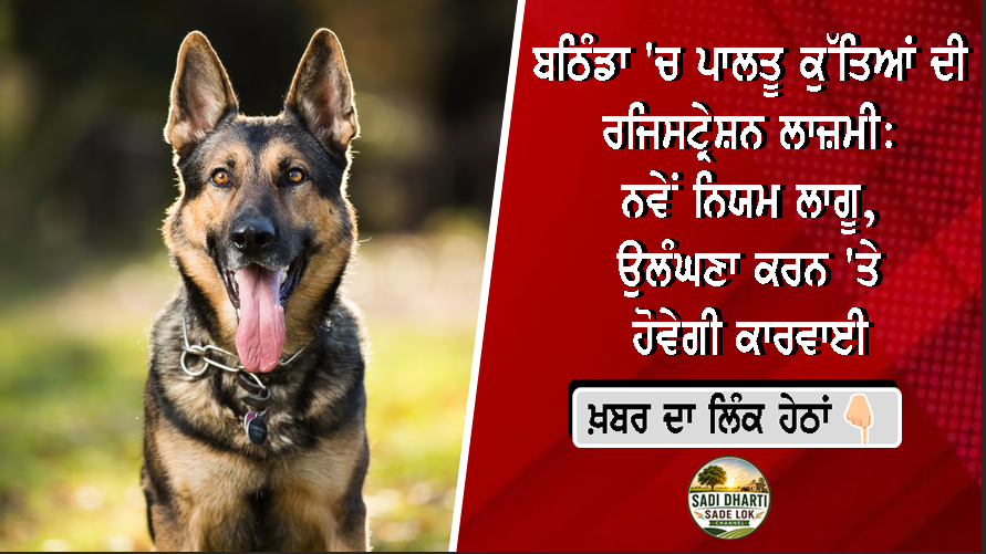 ਬਠਿੰਡਾ 'ਚ ਪਾਲਤੂ ਕੁੱਤਿਆਂ ਦੀ ਰਜਿਸਟ੍ਰੇਸ਼ਨ ਲਾਜ਼ਮੀ: ਨਵੇਂ ਨਿਯਮ ਲਾਗੂ, ਉਲੰਘਣਾ ਕਰਨ 'ਤੇ ਹੋਵੇਗੀ ਕਾਰਵਾਈ